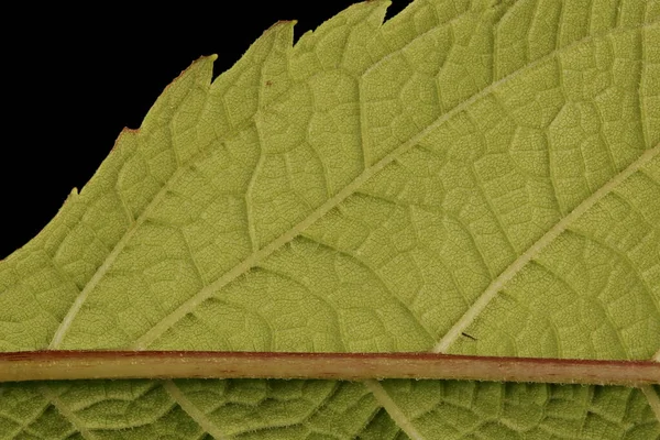 Purple Joe Pye Weed Eutrochium Purpureum Leaf Detail Closeup — Stock Photo, Image