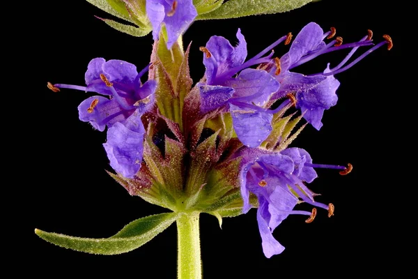 Hyssop Hyssopus Officinalis Inflorescence Detail Closeup — Foto de Stock