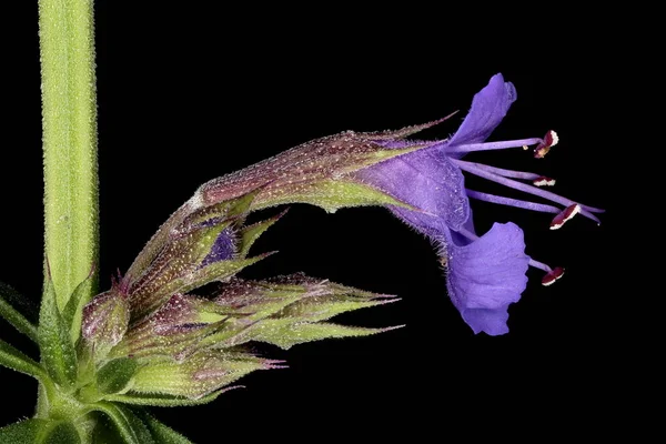 Hyssop Hyssopus Officinalis 플라워 클로즈업 — 스톡 사진