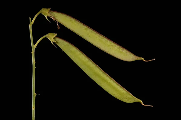 広葉の永遠の桃 Lathyrus Latifolius 成熟していない果実の閉鎖 — ストック写真