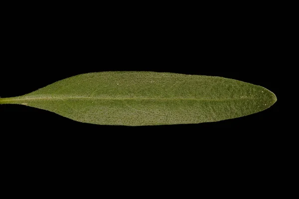 Hyssop Hyssopus Officinalis Levél Közelkép — Stock Fotó