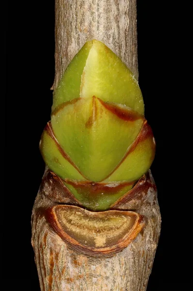 Λιλά Syringa Vulgaris Πλευρική Bud Και Φύλλο Scar Closeup — Φωτογραφία Αρχείου