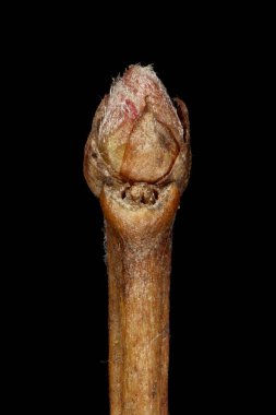 Rus Spiraea (Spiraea media). Sözde Bud Kapanışı