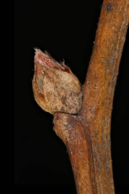 Rus Spiraea (Spiraea media). Ek Bud Yakın Çekimi