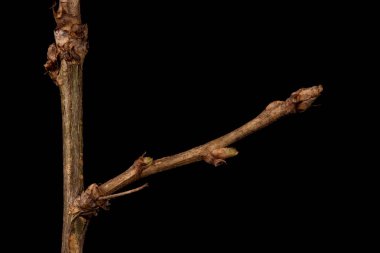 Sibirya Bezelye Ağacı (Caragana Ağacı). Kış Dalı Kapanışı