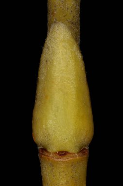 Beyaz Söğüt (Salix Alba). Ek Bud Yakın Çekimi