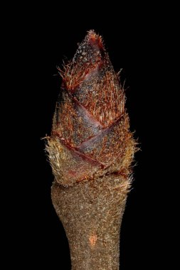 Wych Elm (Ulmus glabra). Terminal Bud Kapanışı