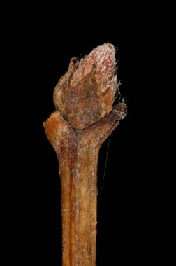 Rus Spiraea (Spiraea media). Sözde Bud Kapanışı