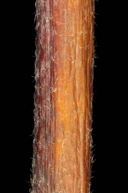 Large Leaved Lime (Tilia Platyphyllos). Dal Ayrıntısı Kapatma