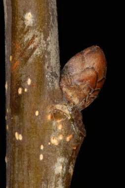 Common Oak (Quercus robur). Ek Bud Yakın Çekimi