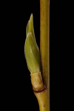Beyaz Söğüt (Salix Alba). Young Leaves Yakın Çekim