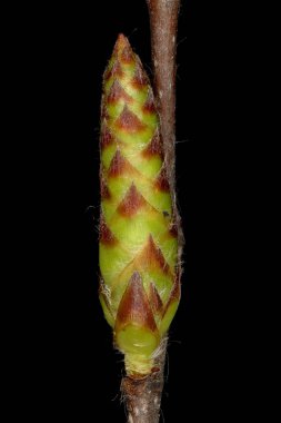 Hornbeam (Carpinus betulus) Ek Bud Yakın Çekimi