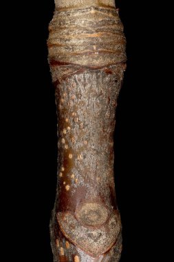 Sycamore Maple (Acer pseudoplatanus). Kış Dalı Ayrıntısı Kapanışı