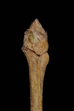 Rus Spiraea (Spiraea media). Sözde Bud Kapanışı