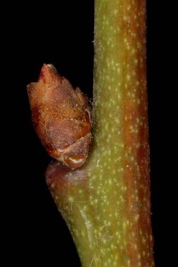 Kiraz eriği (Prunus cerasifera). Ek Bud Yakın Çekimi