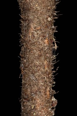 Wych Elm (Ulmus glabra). Dal Ayrıntısı Kapatma