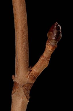 At-Kestane (Aesculus hipocastanum). Kısa Çekim Yakın Çekim