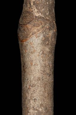 Sycamore Maple (Acer pseudoplatanus). Kış Dalı Ayrıntısı Kapanışı