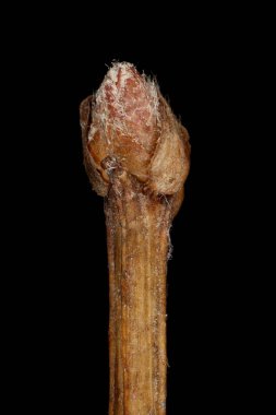 Rus Spiraea (Spiraea media). Sözde Bud Kapanışı