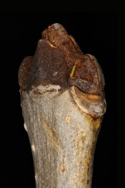 Kül (Fraxinus Excelsior). Terminal Bud Grubu Kapanışı