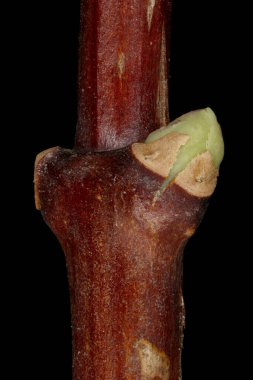 Alaycı Turuncu (the Mock-Orange). Yaprak Yarası Membrane 'den Kırılan Yapraklar