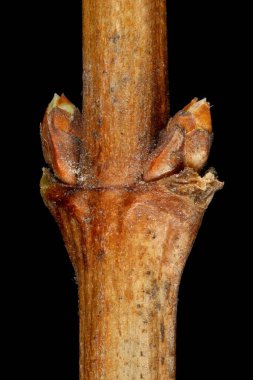 Snowberry (Symphoricarpos albus). Yan Tomurcuklar Yakın plan