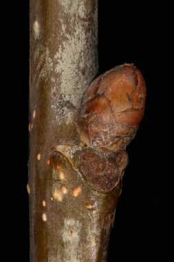 Common Oak (Quercus robur). Ek Bud Yakın Çekimi