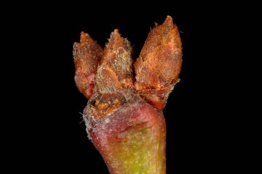 Kiraz eriği (Prunus cerasifera). Terminal Bud Grubu Kapanışı