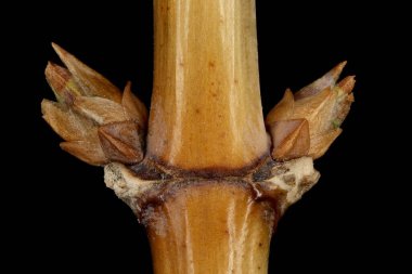 Perfoliate Honeysuckle (Lonicera caprifolium). Yan Tomurcuklar Yakın plan