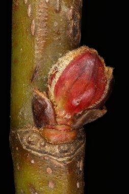 Gümüş Akçaağaç (Acer saccharinum). Ek Bud Yakın Çekimi