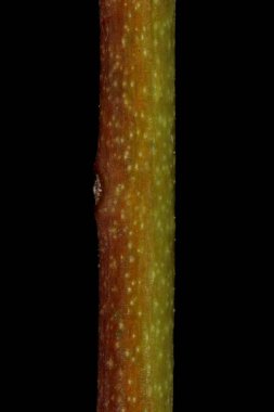 Kiraz eriği (Prunus cerasifera). Kış Dalı Ayrıntısı Kapanışı