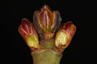 Gümüş Akçaağaç (Acer saccharinum). Uçbirim ve Yan Tomurcuklar Kapanış