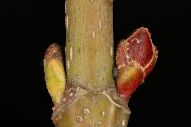 Gümüş Akçaağaç (Acer saccharinum). Yan Tomurcuklar Yakın plan