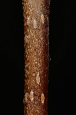 Midland Hawthorn (Crataegus laevigata). Kış Dalı Ayrıntısı Kapanışı