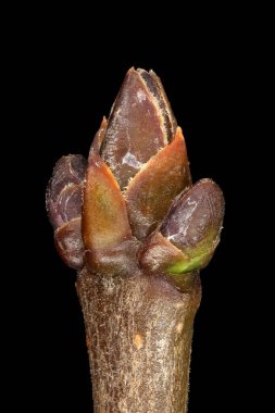 Vahşi Privet (Ligustrum vulgare). Terminal Bud Grubu Kapanışı