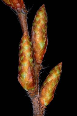 Hornbeam (Carpinus betulus) Tomurcuklar Yakın çekim