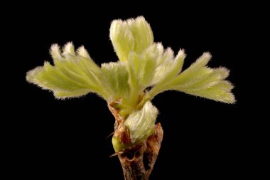 Sibirya Bezelye Ağacı (Caragana Ağacı). Yaprak Tomurcukları Açılıyor Kapanış