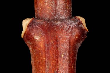 Alaycı Turuncu (the Mock-Orange). Yaprak yaralarının altında saklı Lateral Yaprak Tomurcukları