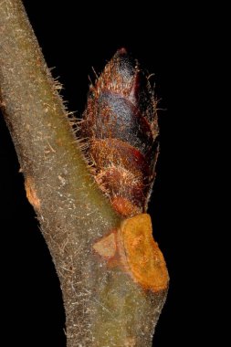 Wych Elm (Ulmus glabra). Ek Bud Yakın Çekimi