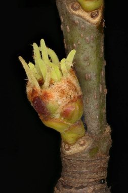 Gümüş Akçaağaç (Acer saccharinum). Dişi Çiçek Kapanışı