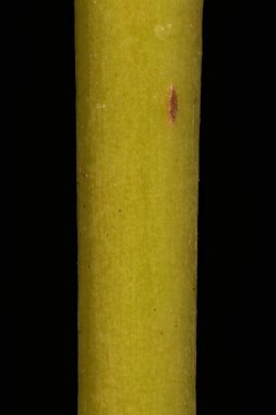 Beyaz Söğüt (Salix Alba). Glabrescent Kış Dalı Bölümü Kapanışı