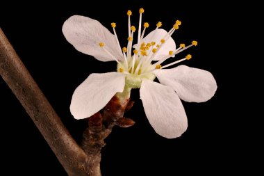 Cherry Plum (Prunus cerasifera). Flower Closeup clipart