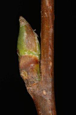 Gümüş Huş (Betula pendula). Ek Bud Yakın Çekimi