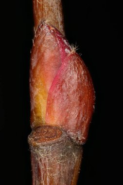 Large Leaved Lime (Tilia Platyphyllos). Ek Bud Yakın Çekimi