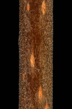 Vahşi Privet (Ligustrum vulgare). Kış Dalı Ayrıntısı Kapanışı