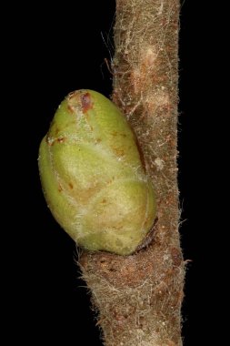 Hazel (Corylus avellana). Ek Bud Yakın Çekimi