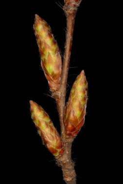 Hornbeam (Carpinus betulus) Tomurcuklar Yakın çekim