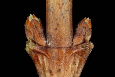 Snowberry (Symphoricarpos albus). Yan Tomurcuklar Yakın plan