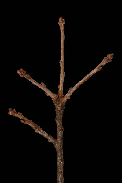 Carvalho Comum Quercus Robur Wintering Twig Closeup — Fotografia de Stock