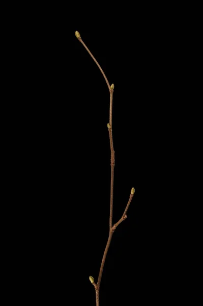 Hazelaar Corylus Avellana Overwinteren Twig Closeup — Stockfoto